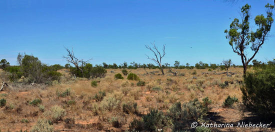 Es wurde immer wüstenhafter..... Allerdings war noch alles zu Seiten des Eyre-Highways (welchen wir kurz vor Ceduna wieder erreichten) eingzäunt.