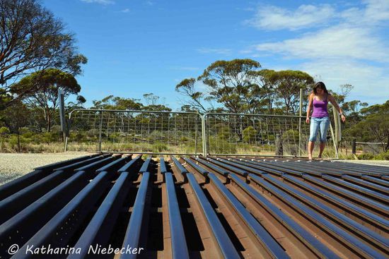 "The Dog-Fence" - er soll die Dingos auf der Westseite halten, während Schafe auf der Ostseite gehalten werden, welche ihnen vor dem Bau des Zaunes (nach dem zweiten Weltkrieg) oft zum Opfer gefallen sind.