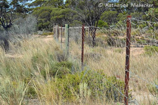 Dieser Zaun führt also ca. 5400km von Süd nach Nord einmal quer durch den Kontinent....