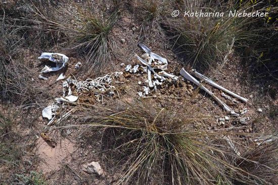 Dieses Skelett eines Kängurus lag direkt vor dem Zaun, allerdings auf der Ostseite.