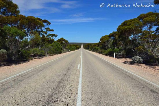 Dieser "Wald" säumte für lange Zeit unseren Weg, bevor es in die Nullarbor Plain ging.