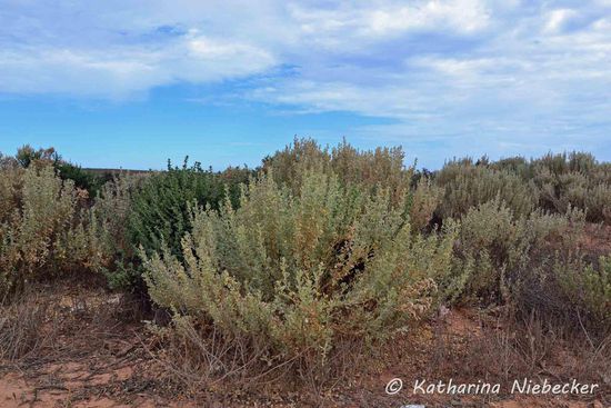 In der Nullarbor Plain wächst kaum ein Baum. Hier gibt es bis zum Horizonz nur sogenannten "Saltbush" oder "Blue Bush"