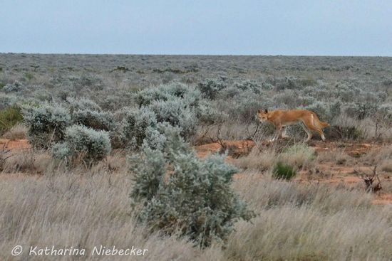 Unser erster und einzigster Dingo. Schön auch zu erkennen ist der silbrige Schein des Grases, welches hier wächst und wie flach und monoton die Landschaft hier ist. Dreht man sich einmal um sich selbst, sieht man überall genau das Gleiche.