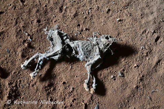 In der dritten "Höhle" ließen sich immerhin diese Überreste eines Kaninchens bestaunen. Ein lebendes konnte ich leider nicht fotografieren.
