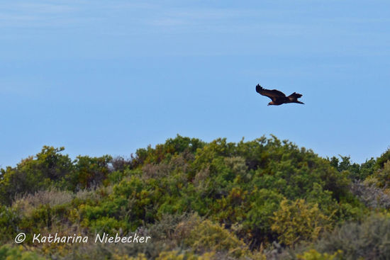 Unser Wildlife-Programm geht fleißig weiter: als wir zur Küste kommen, begrüßt uns quasi dieser Seeadler.