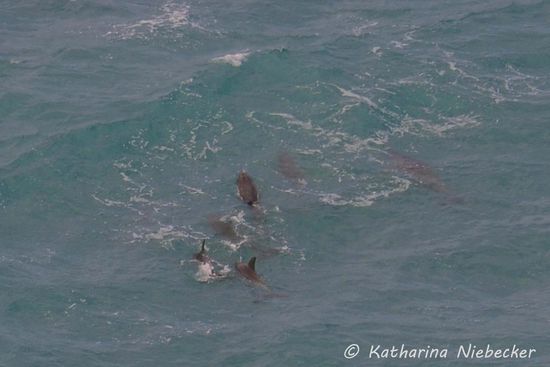 Kaum bin ich wieder oben, zieht diese Gruppe Delfine unter uns vorbei....