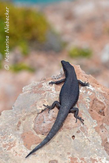 Wir spazieren noch ein wenig entlang der Klippen und treffen dabei auf diesen kleinen Kameraden, welcher auch den Ausblick zu genießen scheint....