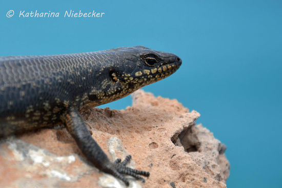 Sehr fotogen läßt er uns nah heran. Leider hatte ich diesmal nur die normale Linse und das Tele dabei. Immer hat man das falsche..... Egal, ging auch ohne Makro ganz gut....