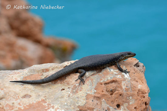 Schon niedlich, wie die kleine Echse richtig für uns zu posen scheint....