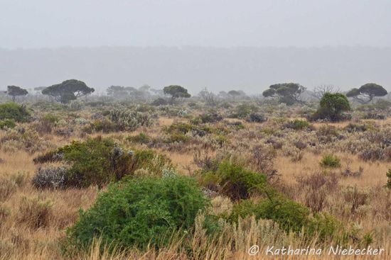 Welcome to Western Australia! So sieht die "Roe Plains" bei Regen aus. Der Schatten im Hintergrund ist die Steilwand, wo sich oben die Nullarbor Plain befindet. Wir hatten noch versucht, zur Küste zu gelangen, doch die ist hier schon zu weit von der Straße entfernt. Dabei haben wir immerhin noch einen Buntwaran entdeckt, welcher sich aber nicht fotografieren lassen wollte.