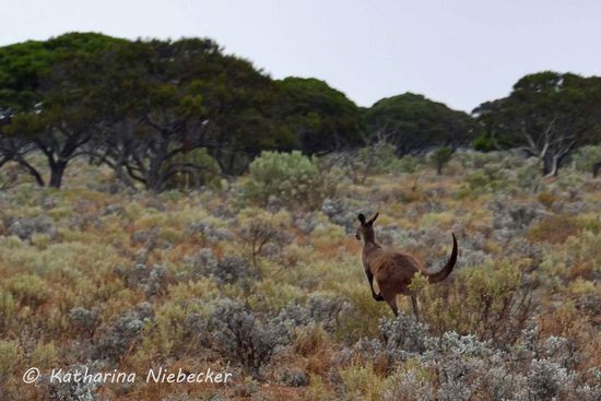 Hingegen konnte wir dieses Känguru noch erwischen. Heute haben wir die volle Palette Wildlife erwischt!