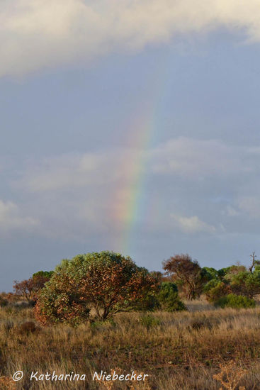 ...was dann dieses Bild ergibt.  Hätten wir wegen dem Känguru nicht angehalten, hätten wir das doch glatt verpasst.