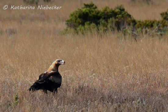 Einer der drei Adler, welche wir beim Frühstücksmahl störten....