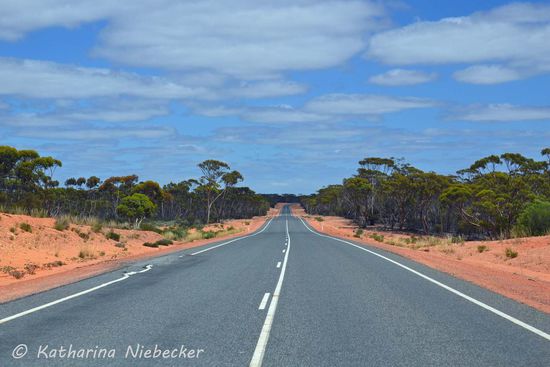 So kommen wir doch dem typischen "Outback-Gefühl" immer näher... Rote Erde, grüne Eukalypten, blauer Himmel..... Es geht immer weiter geradeaus..... Selten gibt es hier einmal eine Kurve.... Wie man sehen kann, leiden die Straßen hier ganz schön unter der Hitze (der Belag auf der linken Seite der Fahrbahn hat sich schon verformt). Doch im allgemeinen ist der Highway in einem sehr guten Zustand.