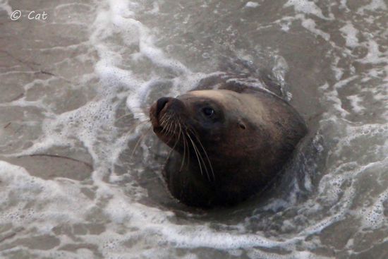 "Sammy" - heimischer Seelöwe in Esperance