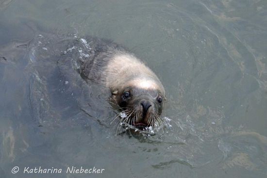 Wer kann denn schon so einem Blick widerstehen?