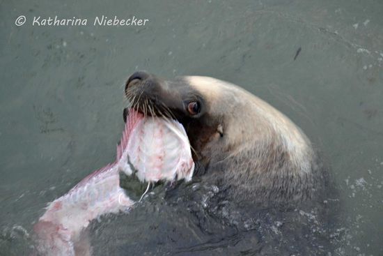 Der Angler neben mir jedenfalls nicht, weshalb Sammy eine gute Ladung Fischreste bekommt.