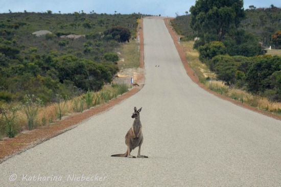 "Good morning" - Auch schon wach? Es wußte nicht so ganz, was es von uns so früh am Morgen halten sollte.