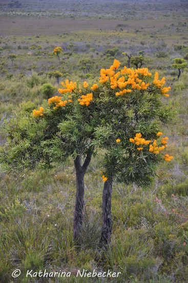 Diese hünschen kleinen Bäume trafen wir hier im Nationalpark an.