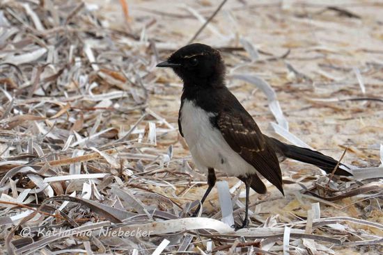 Dieser kleine Piepmatz verfolgte uns eine Zeit land am Strand, welcher hier noch mit vertrocknetem Seegras bedeckt ist. Darüber zu laufen fühlt sich an, als hätte man Holzwolle unter sich.