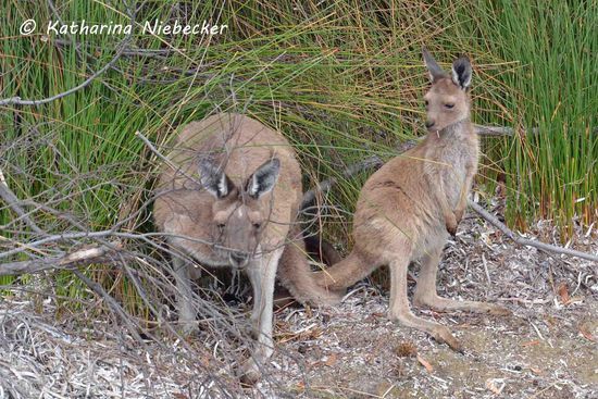Unsere ersten Kängurus am Strand: Ein Mama mit ihrem Kind. Während Mama versucht sich hinter den Buschästen zu verstecken, zeigt sich das Kleine recht freizügig.