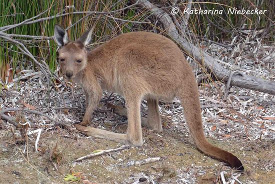 Es ist einfach nur herzig..... Man möchte es am liebsten einpacken und mitnehmen...