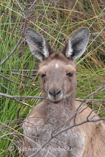 Auch Mama habe ich in der Nahaufnahme erwischt. Allerdings knurrte sie ein wenig.....