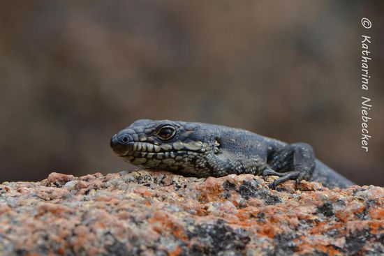Überall flitzten kleine Echsen rum, welche sich auf den warmen Steinen ausruhten.....