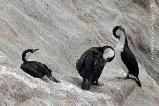 Black faced Cormorant (Schwarzgesichtscharbe)