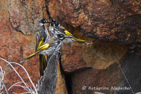 Von diesen Weißaugen-Honigfressern wimmelte es hier gerade nur so, welche ein riesen Theater veranstalteten.