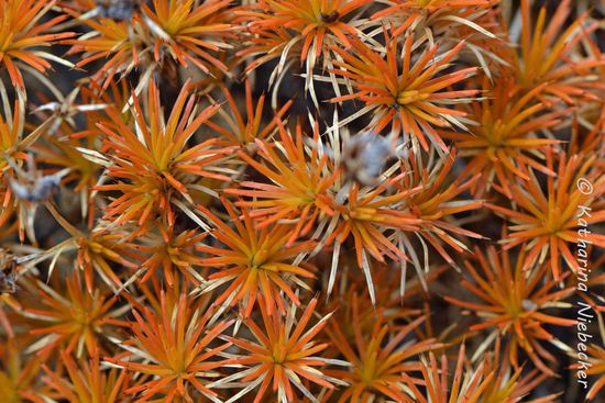 Bei genauerem Betrachten der Felsen fiel einem auf, das selbst hier noch ziemlich viel wächst. Sogar viel Farbe ist dabei.