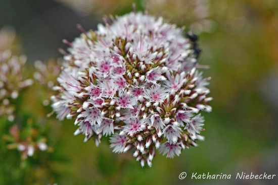 Diese Blütenköpfe wachen nur wenige Zentimeter groß. Der schwarze Schatten oben rechts ist eine Ameise (nur so zum Größenvergleich).