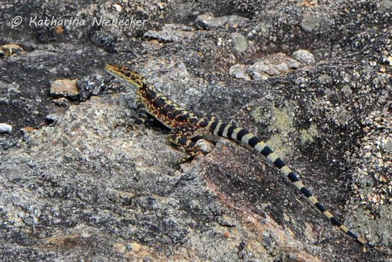 Viele bunte Echsen gab es hier.... Leider waren sie immer viel zu schnell weg, als das ich ein anständiges Foto hätte machen können.