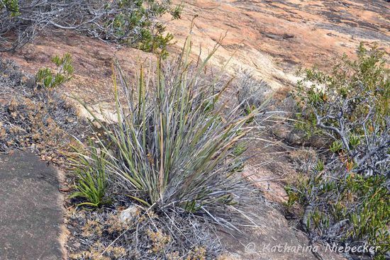 Neben Moos und zähen Büschen wuchs auch diese Art Gras auf den Felsen....