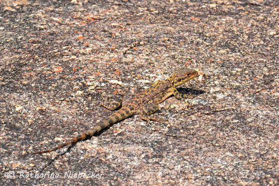 Und zum Abschluß der Klettertour noch eine hübsche Echse. Auch sie wollte sich nicht näher fotografieren lassen. Schade eigentlich.