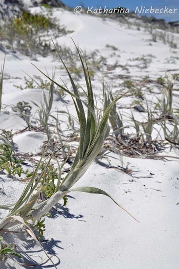 Die weißen Dünen am Strand sind mit den unterschiedlichsten Pflanzen bewachsen....
