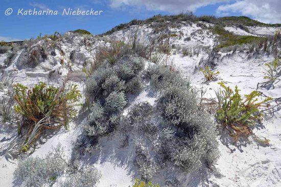Salzbüsche dürfen da natürlich nicht fehlen....