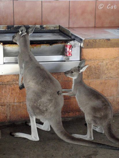 "Mami, ich will auch mal" - Besuch in der Camping-Küche am BBQ. Gut, dass ich kein Fleisch esse.... 