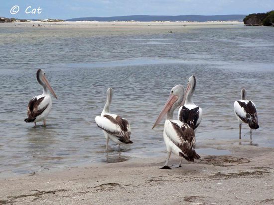 Pelikane in Bremer Bay am Inlet