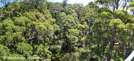 Ein Panorama-Blick in die Baumkronen
