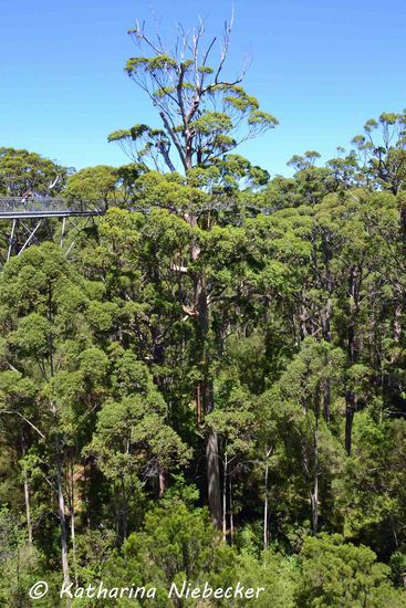 Blick auf die Karri-Bäume und dazwischen die Konstruktion für den Walk.