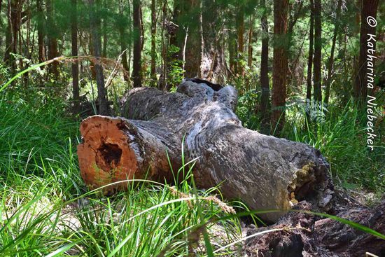 Der Rest eines gefällten Karri-Baumes im hohen Gras.