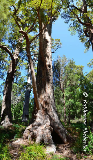 Dies ist der wohl älteste Baum hier im Wald - er soll über 400 Jahre alt sein. Er ist beeindruckend groß!