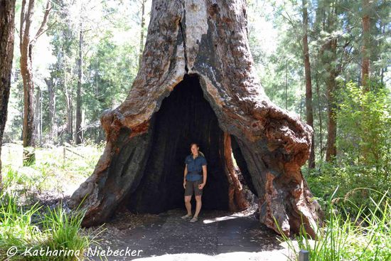 Ein kleiner Größenvergleich - die großen Karri-Bäume sind hier von unten alle hohl. Da passe ich al Fotomotiv natürlich hervorragend hinein.