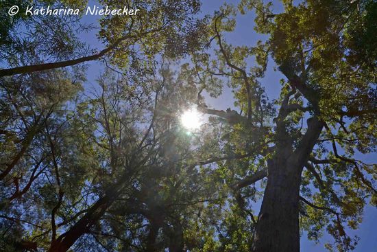 Zum Abschluß noch ein Blick nach oben in die Baumkronen und die Sonne.....