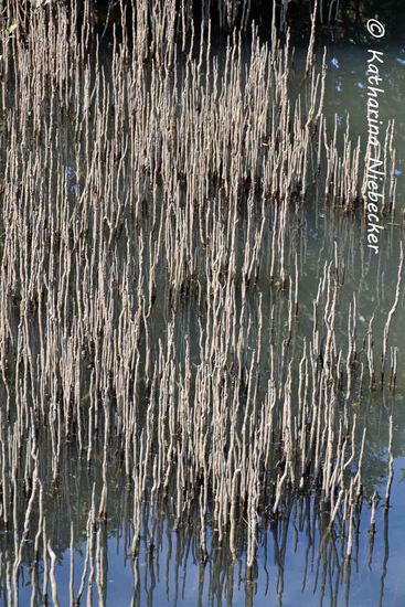 Um die Mangroven mit Sauerstoff zu versorgen, haben sie ein spezielles "Belüftungs-System" entwickelt: besondere überirdische Wurzelorgane (Stelzwurzeln) werden mit atmosphärischem Sauerstoff versorgt und leiten dies weiter an das unterirdische Wurzelsystem. Clever....