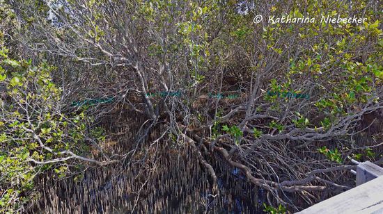 Blick in einen Mangroven-Baum und seine Stelzwurzeln.