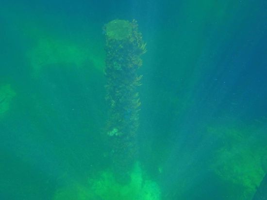 Leider ist Cats Kamera kaputt, weshalb sie keine Bilder von Unterwasser machen kann. Hier ein Beispielfoto von Saras Kamera, wie es unter dem Jetty ausschaut: alte Pfosten, die wunderschön mit Korallen, Schwämmen, Algen und Muscheln bewachsen sind. Leider ist die Qualität des Bildes nicht sehr gut.