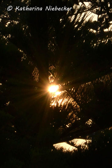 Der Schein der Sonne durch eine der vielen Bäume, welche hier ein wenig fehlplatziert erscheinen. Von weitem sehen sie aus wie Nadelbäume, sind es aber nicht wirklich. Ich kann sie einfach nicht zuordnen....