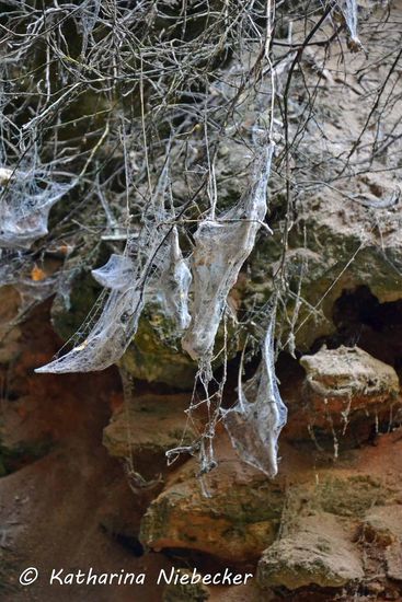Die Wände und Sträucher in der Höhlenöffnung sind zum Großteil mir Spinnenweben überzogen. Hier leben wohl sehr viele winzig kleine und hochgiftige Spinnen... Mir ist zum Glück keine begegnet.....